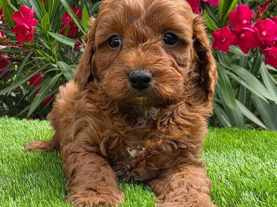 Cavapoo kutsikad