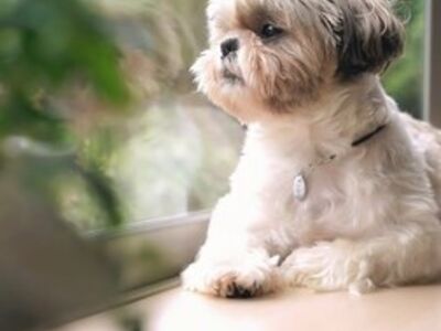 Kaunis emane shih tzu kutsikas