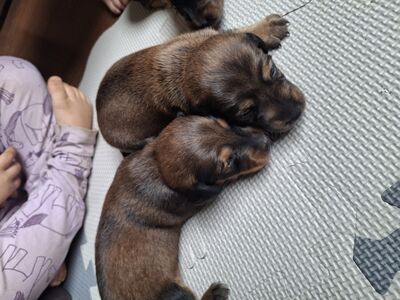 Kodu hakkavad varsti otsima taksikutsikad