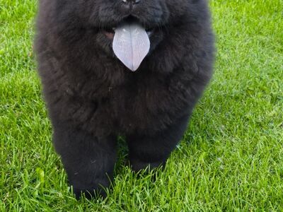 Chow chow kutsikas