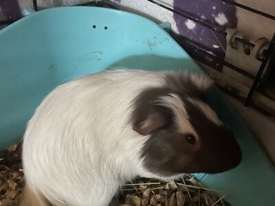 Merisiga