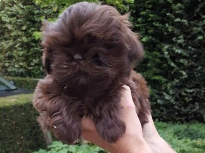 Shih Tzu kutsikad