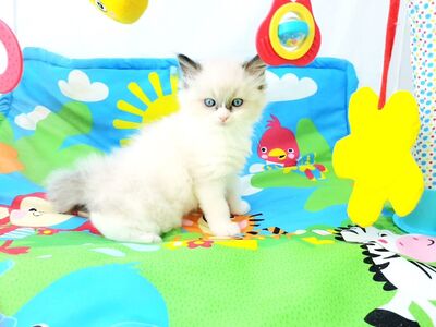 Ragdoll kassipojad.