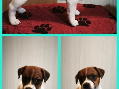Jack Russell terjeri kutsikad