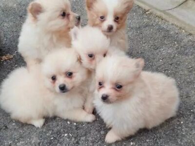 Müügil armsad pomeranian kutsikad..