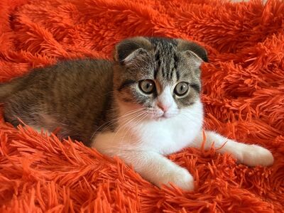Scottish Fold kassipoeg
