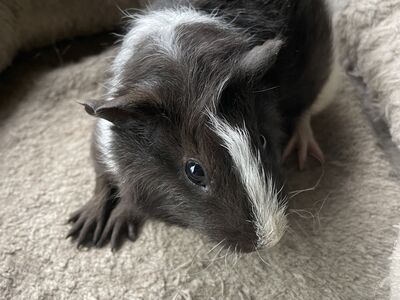 Merisiga