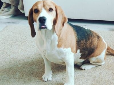 Beagle