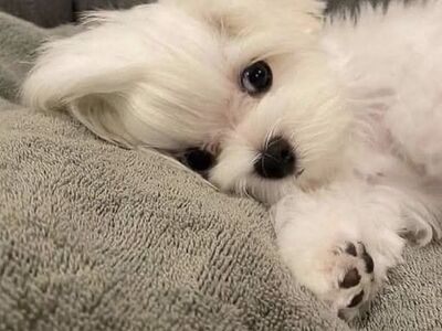 Malta bichon