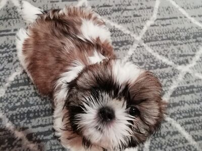 Shih Tzu kutsikad