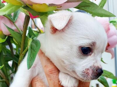 Chihuahua kutsikad