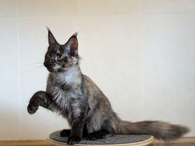 Maine Coon emane kassipoeg
