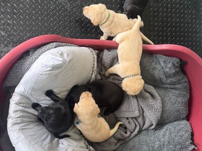 5 emast / 3 isast labradori retriiveri kutsikat