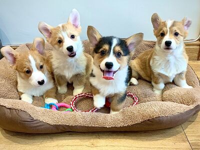 Pembroke Welsh Corgi Pembroke'i kutsikad
