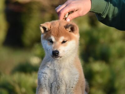 Shiba Inu puppies