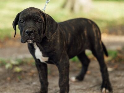 Cane Corso kutsikad