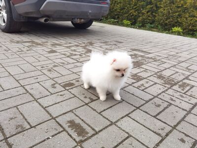 Pomeranian kutsikas