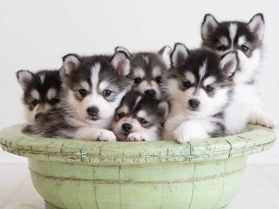 Siberian Husky Puppies ready for their new home.