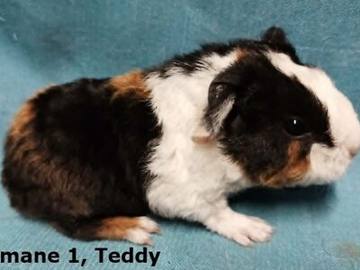 Tõu merisead Teddy-emased