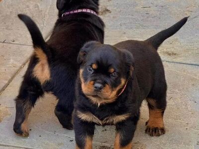 Precious Rottweiler puppies