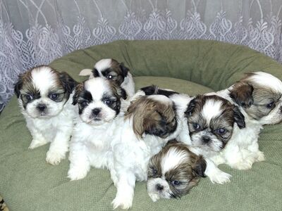 Shih Tzu kutsikad