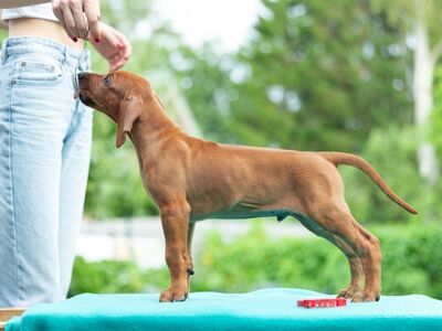 Rodeesia Ridgeback kutsikad