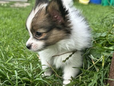 Papillon