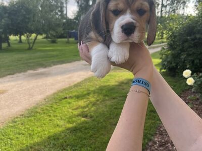 Beagle kutsikad