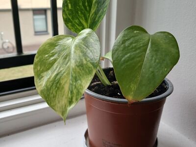 Pothos