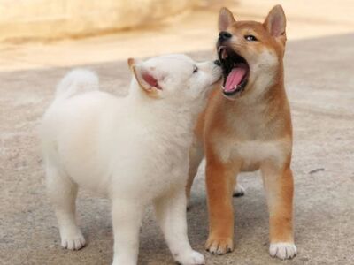 Jaapani shiba inu