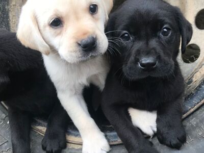 Labradori retriiveri kutsikad.