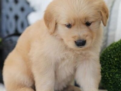 Wunderschöne Golden-Retriever-Welpen