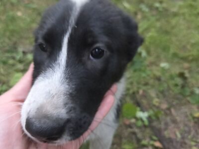 Huski-laika laadsed segaverelised kutsikad