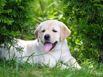 Labradori retriiveri kutsikad
