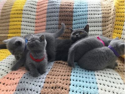 У нас есть семь красивых котят мейн-кун, которые