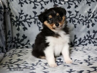 SHETLANDI LAMBAKOER (SHELTIE)
