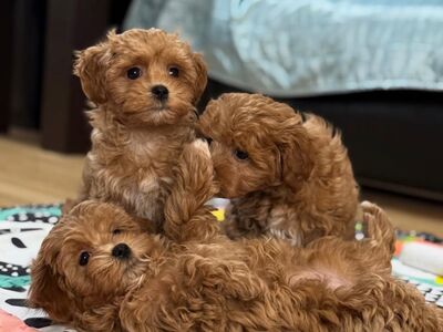 Loovutamisel on Maltipoo kutsikad.