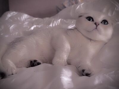 Scottish Fold kassipoeg