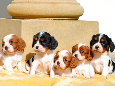 CAVALIER KING CHARLES SPANIAL