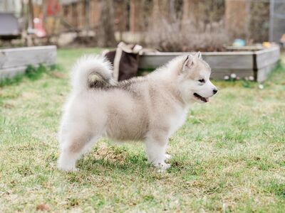 Alaska malamuut