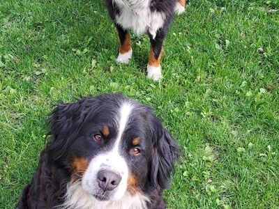 Berni Alpi karjakoerad