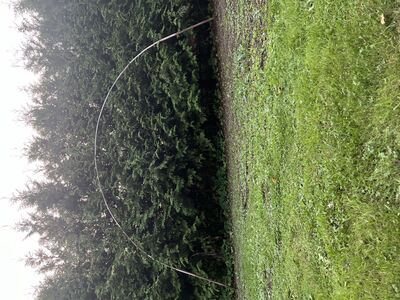 Kasvuhoone