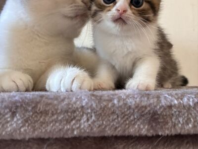 Scottish Fold/Straight kassipojad