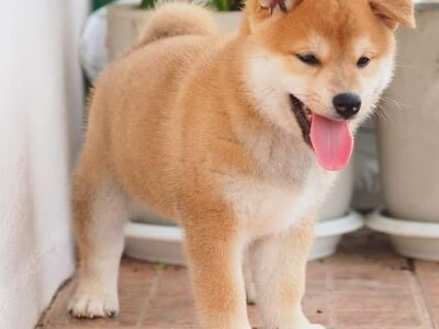 Jaapani Shiba Inu kutsikad.