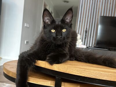 Maine Coon