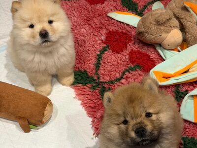 CHOW CHOW