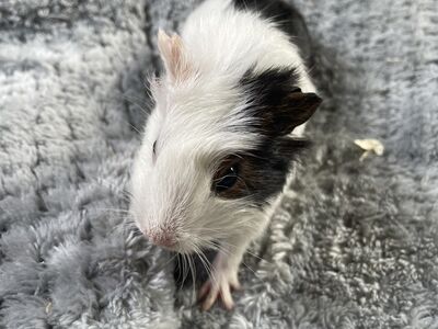 Merisiga