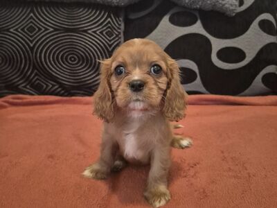 Cavalier King Charlesi Spanjeli Kutsikad | Kennelk