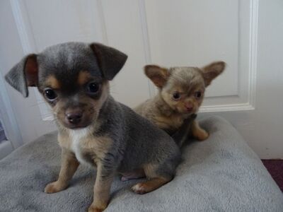 Chihuahua kutsikad