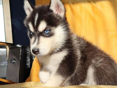 Beautiful purebred Siberian Husky puppies